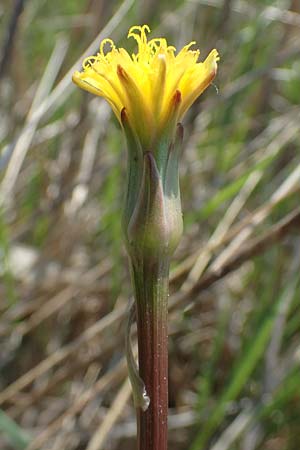 Scorzonera parviflora \ Kleinbltige Schwarzwurzel, A Seewinkel, Podersdorf 9.5.2012