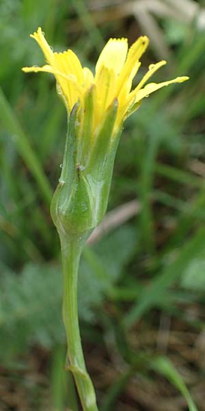 Scorzonera parviflora \ Kleinbltige Schwarzwurzel, A Siegendorf 13.5.2022