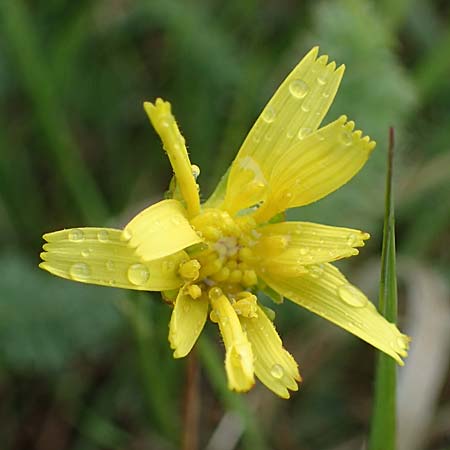 Scorzonera parviflora \ Kleinbltige Schwarzwurzel, A Siegendorf 13.5.2022