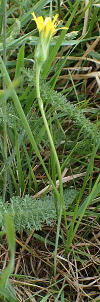 Scorzonera parviflora \ Kleinbltige Schwarzwurzel, A Siegendorf 13.5.2022
