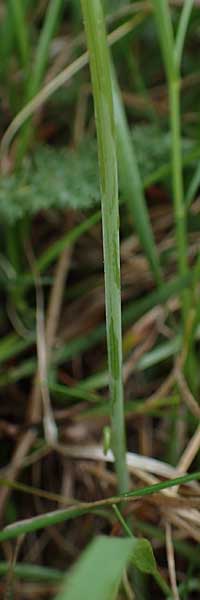 Scorzonera parviflora \ Kleinbltige Schwarzwurzel, A Siegendorf 13.5.2022