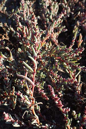 Suaeda pannonica \ Gro&szlig;-Salzmelde, Pannonische Sode / Pannonian Sea Blite, A Seewinkel, Podersdorf 22.9.2022