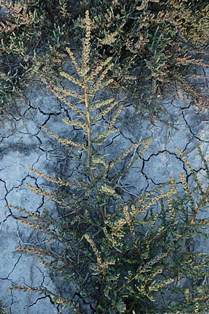 Suaeda pannonica \ Gro&szlig;-Salzmelde, Pannonische Sode / Pannonian Sea Blite, A Seewinkel, Podersdorf 22.9.2022