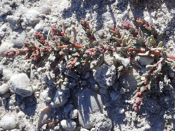 Suaeda pannonica \ Gro&szlig;-Salzmelde, Pannonische Sode / Pannonian Sea Blite, A Seewinkel, Apetlon 23.9.2022