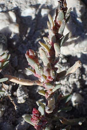 Suaeda pannonica \ Gro&szlig;-Salzmelde, Pannonische Sode / Pannonian Sea Blite, A Seewinkel, Apetlon 23.9.2022