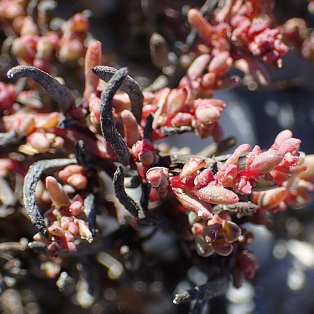 Suaeda pannonica \ Gro&szlig;-Salzmelde, Pannonische Sode / Pannonian Sea Blite, A Seewinkel, Apetlon 23.9.2022