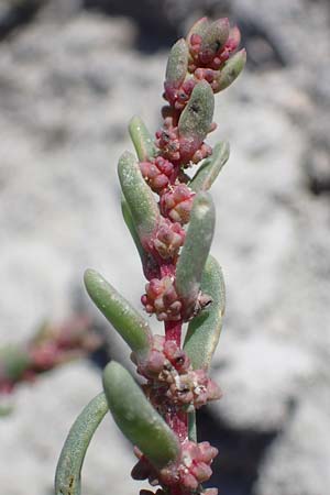 Suaeda pannonica \ Gro&szlig;-Salzmelde, Pannonische Sode / Pannonian Sea Blite, A Seewinkel, Apetlon 23.9.2022