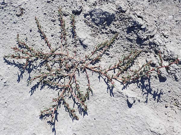 Suaeda pannonica \ Gro&szlig;-Salzmelde, Pannonische Sode / Pannonian Sea Blite, A Seewinkel, Apetlon 23.9.2022
