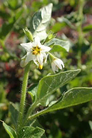 Solanum nitidibaccatum \ Argentinischer Nachtschatten, Glanzfrchtiger Nachtschatten / Ground-Cherry Nightshade, Hairy Nightshade, A Seewinkel, Illmitz 23.9.2022