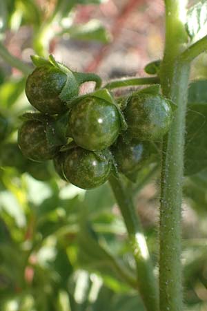 Solanum nitidibaccatum \ Argentinischer Nachtschatten, Glanzfrchtiger Nachtschatten / Ground-Cherry Nightshade, Hairy Nightshade, A Seewinkel, Illmitz 23.9.2022