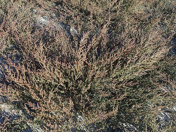 Suaeda pannonica \ Gro&szlig;-Salzmelde, Pannonische Sode / Pannonian Sea Blite, A Seewinkel, Illmitz 23.9.2022