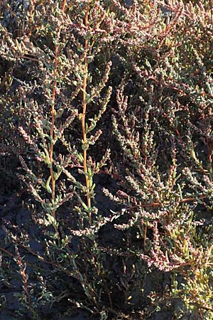 Suaeda pannonica \ Gro&szlig;-Salzmelde, Pannonische Sode / Pannonian Sea Blite, A Seewinkel, Illmitz 23.9.2022