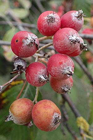 Sorbus aria \ Echte Mehlbeere / Whitebeam, A Hainburg 25.9.2022