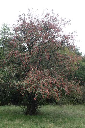 Sorbus aria \ Echte Mehlbeere / Whitebeam, A Hainburg 25.9.2022