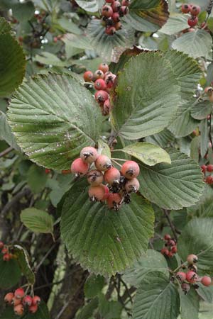 Sorbus aria \ Echte Mehlbeere / Whitebeam, A Hainburg 25.9.2022