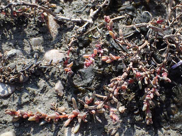 Suaeda prostrata \ Klein-Salzmelde, Zierliche Sode / Small Sea Blite, A Seewinkel, Apetlon 26.9.2022