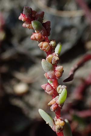 Suaeda prostrata \ Klein-Salzmelde, Zierliche Sode / Small Sea Blite, A Seewinkel, Apetlon 26.9.2022
