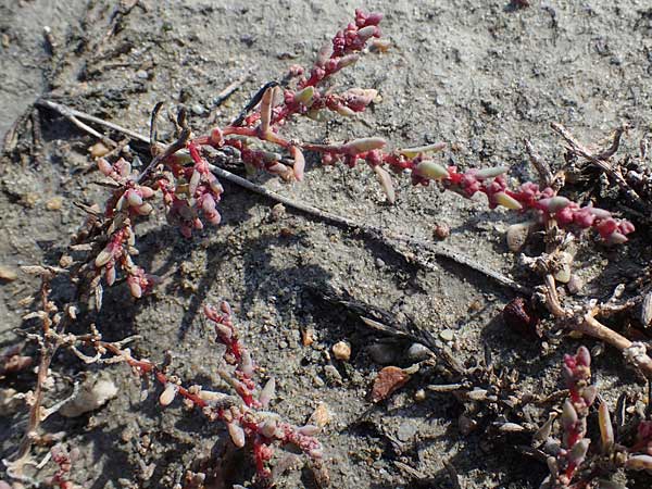Suaeda prostrata \ Klein-Salzmelde, Zierliche Sode / Small Sea Blite, A Seewinkel, Apetlon 26.9.2022