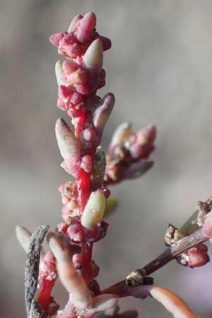 Suaeda prostrata \ Klein-Salzmelde, Zierliche Sode / Small Sea Blite, A Seewinkel, Apetlon 26.9.2022
