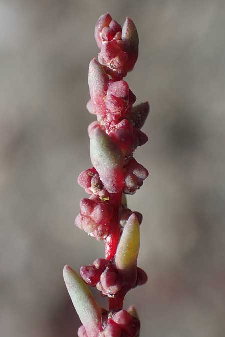 Suaeda prostrata \ Klein-Salzmelde, Zierliche Sode / Small Sea Blite, A Seewinkel, Apetlon 26.9.2022