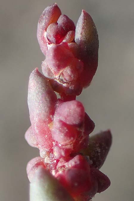 Suaeda prostrata \ Klein-Salzmelde, Zierliche Sode / Small Sea Blite, A Seewinkel, Apetlon 26.9.2022