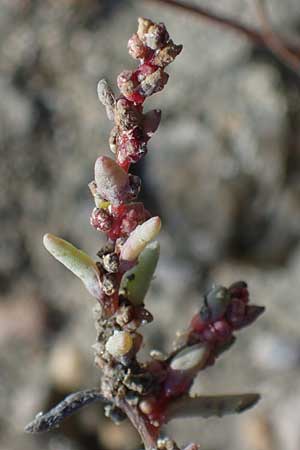 Suaeda prostrata \ Klein-Salzmelde, Zierliche Sode / Small Sea Blite, A Seewinkel, Apetlon 26.9.2022
