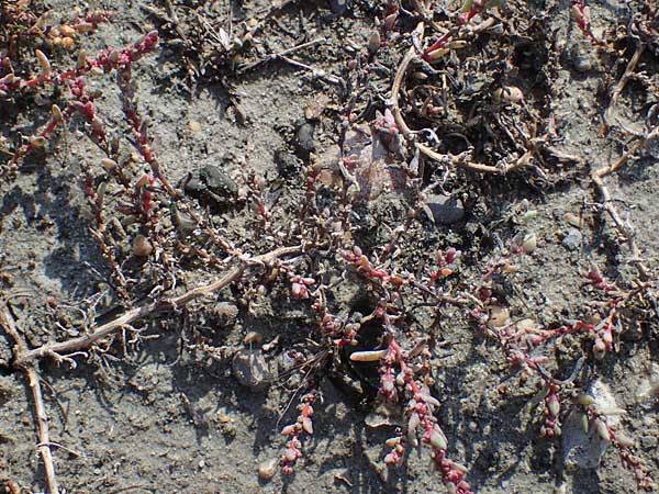 Suaeda prostrata \ Klein-Salzmelde, Zierliche Sode / Small Sea Blite, A Seewinkel, Apetlon 26.9.2022