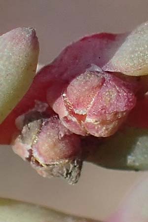 Suaeda prostrata \ Klein-Salzmelde, Zierliche Sode / Small Sea Blite, A Seewinkel, Apetlon 26.9.2022