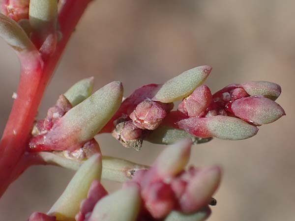 Suaeda prostrata \ Klein-Salzmelde, Zierliche Sode / Small Sea Blite, A Seewinkel, Apetlon 26.9.2022
