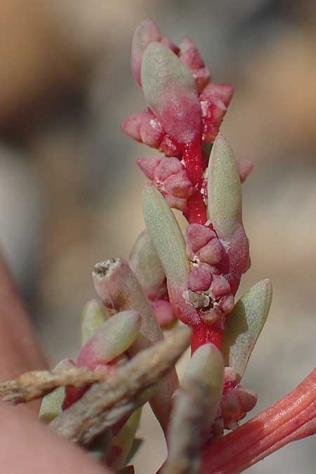 Suaeda prostrata \ Klein-Salzmelde, Zierliche Sode / Small Sea Blite, A Seewinkel, Apetlon 26.9.2022