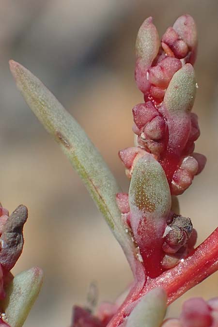 Suaeda prostrata \ Klein-Salzmelde, Zierliche Sode / Small Sea Blite, A Seewinkel, Apetlon 26.9.2022