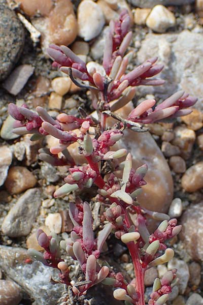Suaeda prostrata \ Klein-Salzmelde, Zierliche Sode / Small Sea Blite, A Seewinkel, Apetlon 26.9.2022