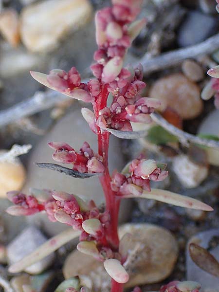 Suaeda prostrata \ Klein-Salzmelde, Zierliche Sode / Small Sea Blite, A Seewinkel, Apetlon 26.9.2022