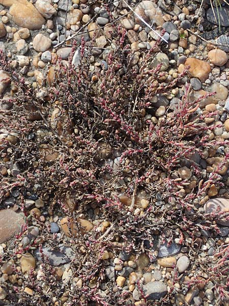 Suaeda prostrata \ Klein-Salzmelde, Zierliche Sode / Small Sea Blite, A Seewinkel, Apetlon 26.9.2022
