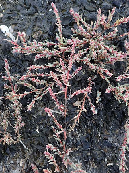 Suaeda prostrata \ Klein-Salzmelde, Zierliche Sode / Small Sea Blite, A Seewinkel, Apetlon 26.9.2022