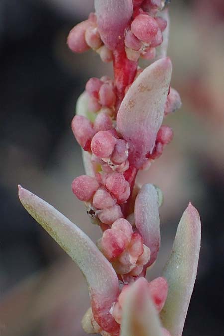Suaeda prostrata \ Klein-Salzmelde, Zierliche Sode / Small Sea Blite, A Seewinkel, Apetlon 26.9.2022
