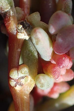 Suaeda prostrata \ Klein-Salzmelde, Zierliche Sode / Small Sea Blite, A Seewinkel, Apetlon 26.9.2022