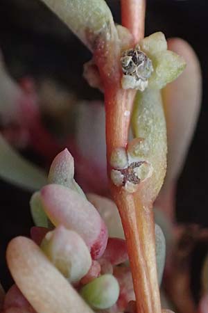 Suaeda prostrata \ Klein-Salzmelde, Zierliche Sode / Small Sea Blite, A Seewinkel, Apetlon 26.9.2022