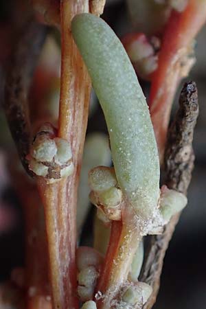 Suaeda prostrata \ Klein-Salzmelde, Zierliche Sode / Small Sea Blite, A Seewinkel, Apetlon 26.9.2022