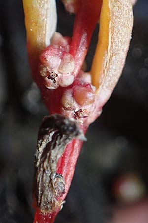 Suaeda prostrata \ Klein-Salzmelde, Zierliche Sode / Small Sea Blite, A Seewinkel, Apetlon 26.9.2022