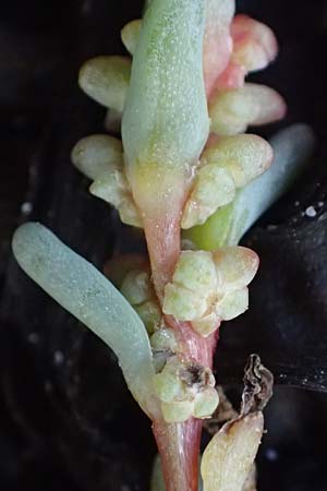 Suaeda prostrata \ Klein-Salzmelde, Zierliche Sode / Small Sea Blite, A Seewinkel, Apetlon 26.9.2022