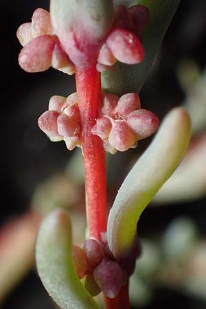 Suaeda prostrata \ Klein-Salzmelde, Zierliche Sode / Small Sea Blite, A Seewinkel, Apetlon 26.9.2022