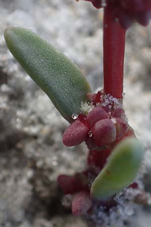 Suaeda pannonica \ Gro&szlig;-Salzmelde, Pannonische Sode / Pannonian Sea Blite, A Seewinkel, Illmitz 26.9.2022