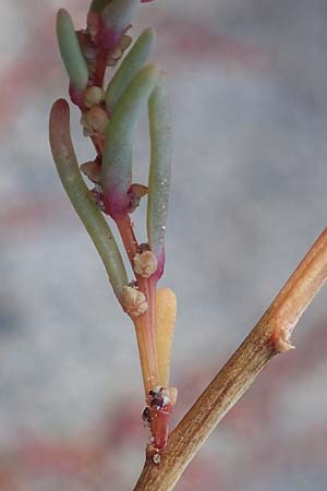Suaeda pannonica \ Gro&szlig;-Salzmelde, Pannonische Sode / Pannonian Sea Blite, A Seewinkel, Illmitz 26.9.2022