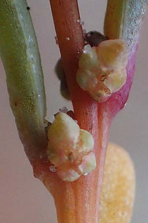 Suaeda pannonica \ Gro&szlig;-Salzmelde, Pannonische Sode / Pannonian Sea Blite, A Seewinkel, Illmitz 26.9.2022