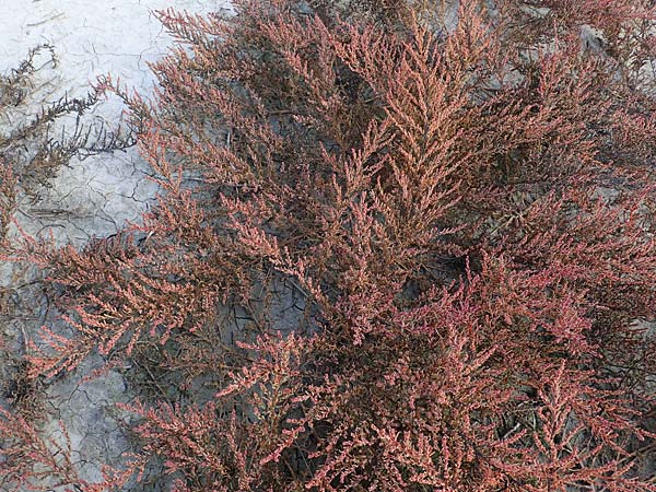 Suaeda pannonica \ Gro&szlig;-Salzmelde, Pannonische Sode / Pannonian Sea Blite, A Seewinkel, Illmitz 26.9.2022