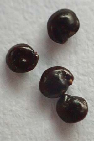 Suaeda pannonica \ Gro&szlig;-Salzmelde, Pannonische Sode / Pannonian Sea Blite, A Seewinkel, Apetlon 20.12.2022