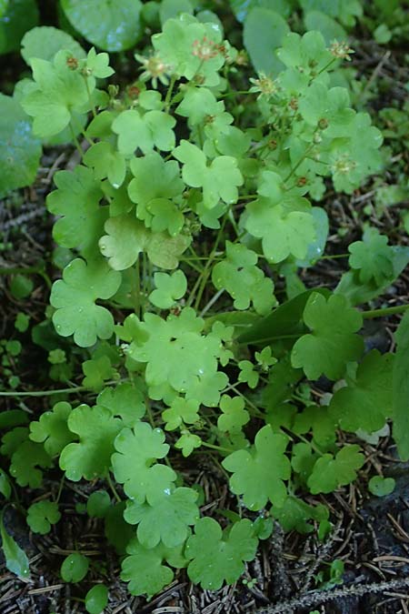 Saxifraga paradoxa \ Zahlbruckners Steinbrech / Zahlbruckner's Saxifrage, A K&auml;rnten/Carinthia, Koralpe 4.7.2023