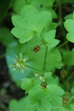 Saxifraga paradoxa \ Zahlbruckners Steinbrech / Zahlbruckner's Saxifrage, A K&auml;rnten/Carinthia, Koralpe 4.7.2023