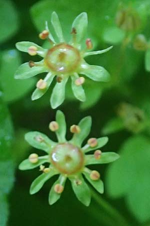 Saxifraga paradoxa \ Zahlbruckners Steinbrech / Zahlbruckner's Saxifrage, A K&auml;rnten/Carinthia, Koralpe 4.7.2023